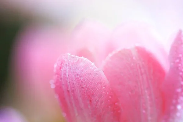 Fresh spring tulip flowers with water drops — Stock Photo, Image