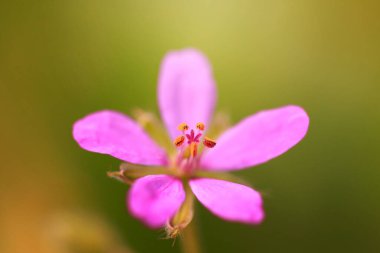 Doğa çiçekleri sarı, güzel bahar fotoğrafı, renkli çiçek tasarımı.