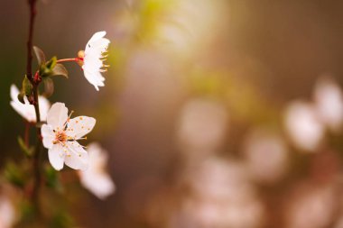 İlkbaharda çiçek açan kiraz ağaçları, Bahar Arkaplanı..