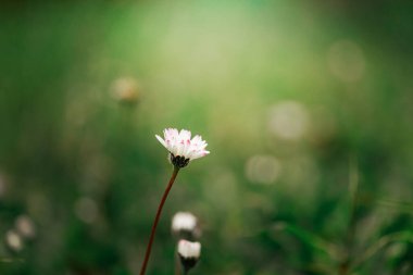 Sabah bahar uyanıyor..