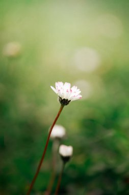 Sabah bahar uyanıyor..