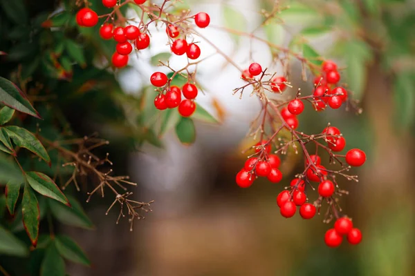 Spring Awakening Morning — Stock Photo, Image