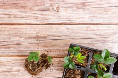 Ahşap arka planda yeşil yapraklı çilek saksısı..