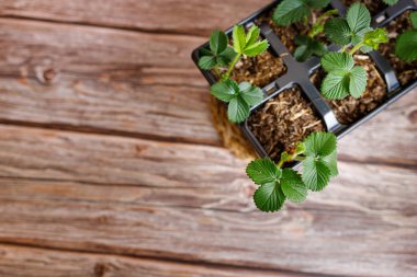 Ahşap arka planda yeşil yapraklı çilek saksısı..