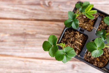 Ahşap arka planda yeşil yapraklı çilek saksısı..
