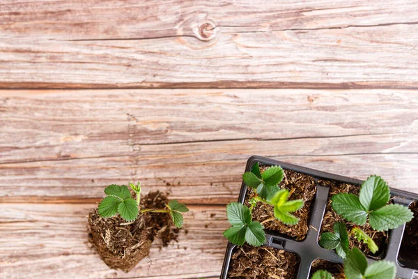 Ahşap arka planda yeşil yapraklı çilek saksısı..