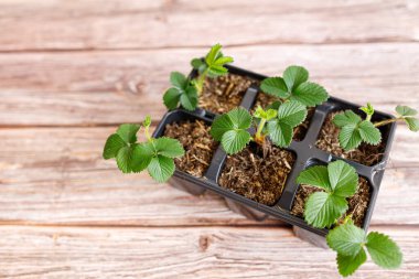 Ahşap arka planda yeşil yapraklı çilek saksısı..