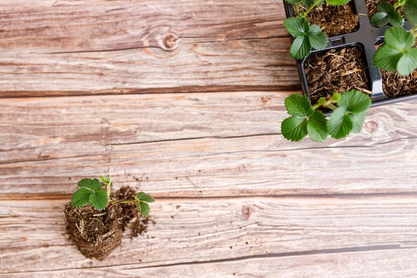 Ahşap arka planda yeşil yapraklı çilek saksısı..