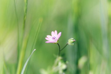 Çiçek açan sardunya yumuşakçaları koyu pembe çiçeklerle yakın planda çimenlikte güneşli bir bahar günü büyür.