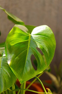 Monstera yeşil yaprakları veya Monstera Deliciosa koyu tonlarda, arka planda veya yeşil yapraklı tropik çam ormanlarında.