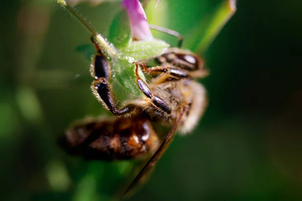 Vliegende honingbij verzamelt stuifmeel bij roze bloem. Bijen vliegen over de roze bloem in wazige achtergrond — Stockfoto