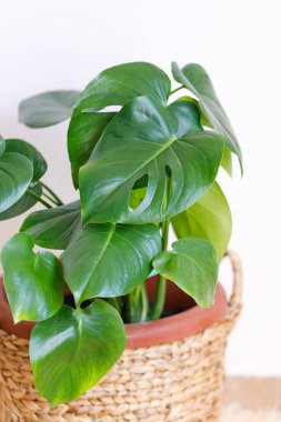 Monstera deliciosa çiçekleri parlak gün ışığında