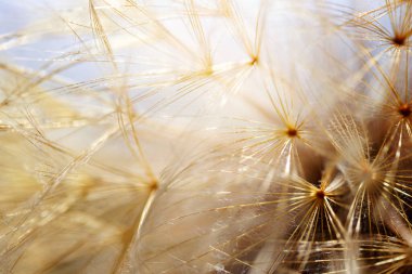 Abstract dandelion flower background. Seed macro closeup. Soft focus. Vintage style.