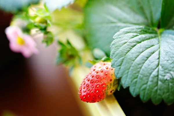 Young Strawberry Plant Growing Indoors Windowsill — Photo