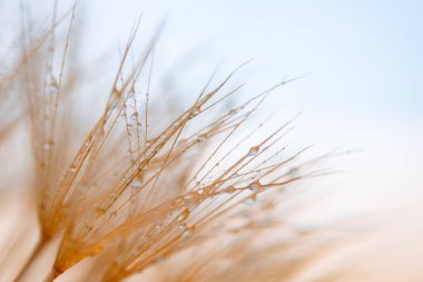 Karahindiba filtre su damlaları ile..