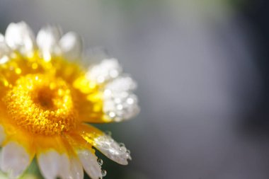 Çiçek Makro. Doğal arka plan. Su damlası..