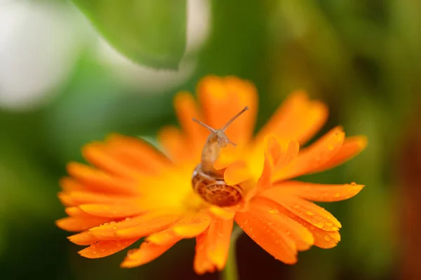 Close Snail Yellow Flower — Stock Photo, Image
