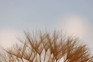 Karahindiba filtre su damlaları ile..