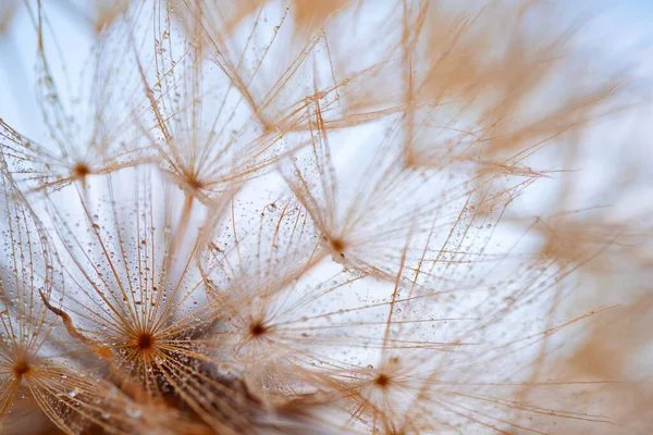 Dandelion with Water Drops Filtered. — Stock Photo, Image
