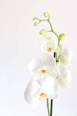 Güzellik ve tarım konsepti tasarımı için orkide bahçesinde orkide çiçeği. Vanda Orkidesi.