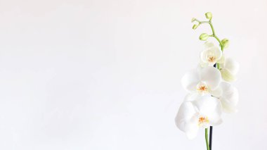 Güzellik ve tarım konsepti tasarımı için orkide bahçesinde orkide çiçeği. Vanda Orkidesi.