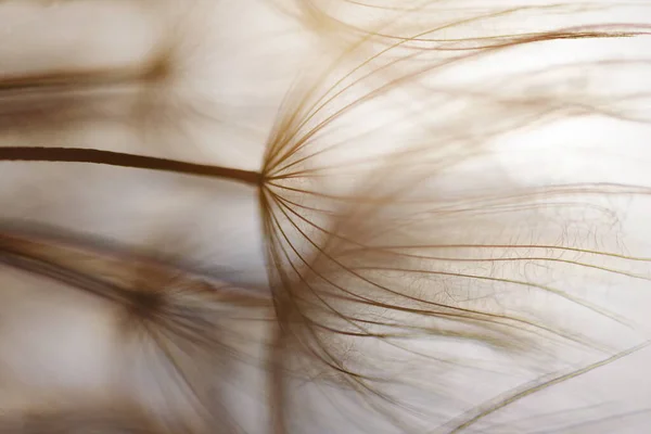 Abstract Dandelion Flower Background Dandelion Macro — Stock Photo, Image