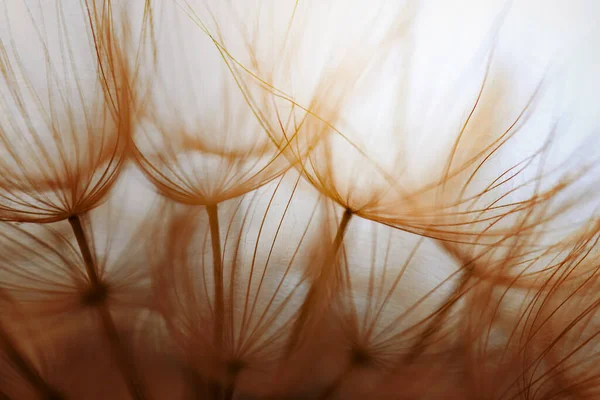 Abstract Dandelion Flower Background Dandelion Macro — Stock Photo, Image