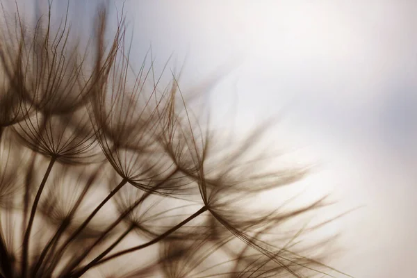 Abstrakte Löwenzahn Blume Hintergrund Löwenzahn Makro — Stockfoto