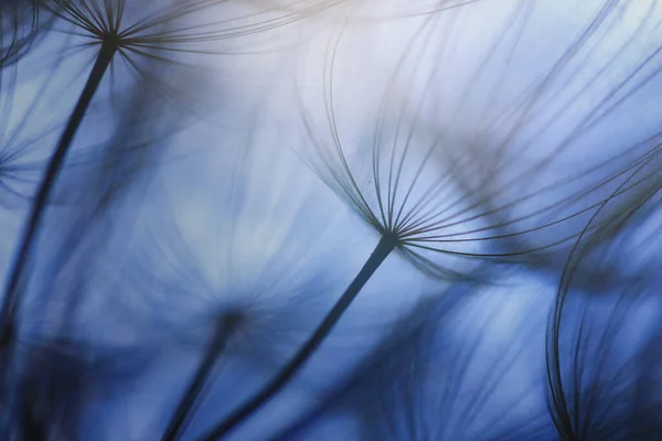 Abstract Dandelion Flower Background Dandelion Macro — Stock Photo, Image