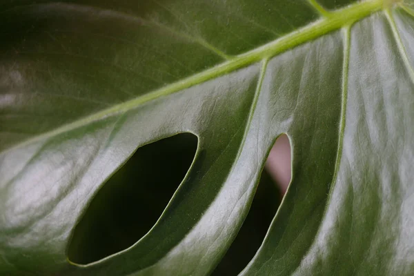 Grüne Tropische Blätter Monstera Palme Farn Und Zierpflanzen Hintergrund — Stockfoto