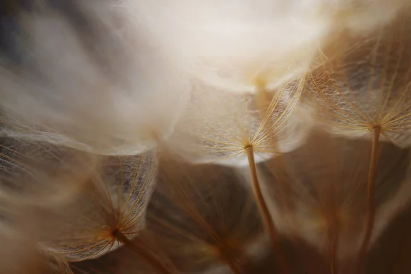 Abstract Dandelion Flower Background Dandelion Macro — Stock Photo, Image