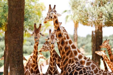 Hayvanat bahçesinde Afrika zürafa.
