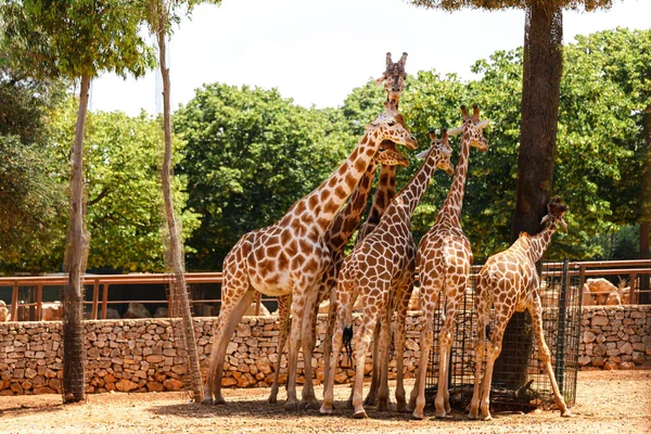 Hayvanat bahçesinde Afrika zürafa.