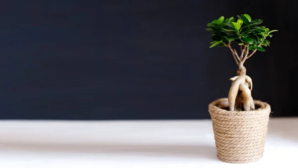 Ficus Microcarpa Ginseng Ornamental Potted Plant Gardening — Stockfoto