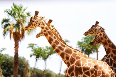 Hayvanat bahçesinde Afrika zürafa.