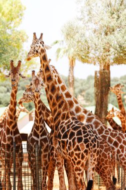 Hayvanat bahçesinde Afrika zürafa.