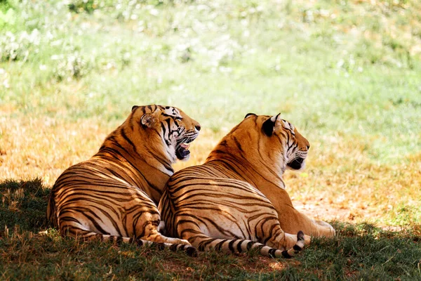 Bengal Tigers Zoo — Stock Photo, Image