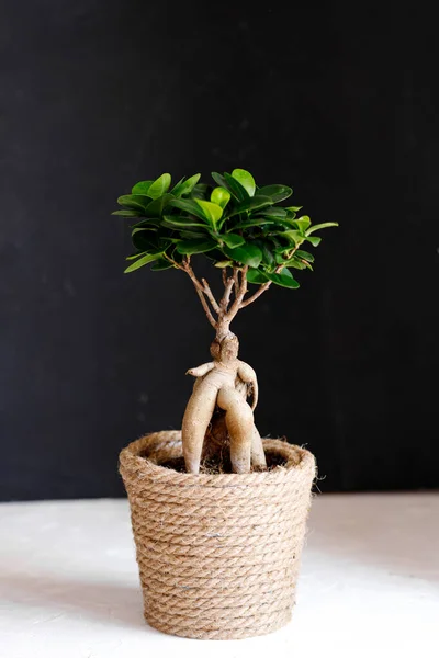 Ficus Microcarpa Ginseng Ornamental Potted Plant Gardening — Photo