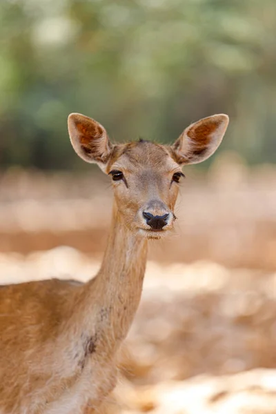 Fawn Looking Camera Deer — 图库照片