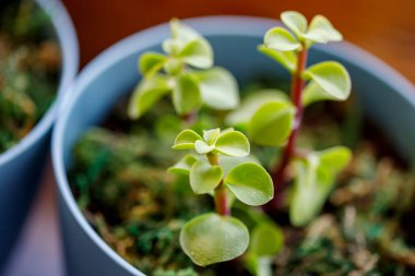 Pencere köşesi ev bitkileriyle dolu..