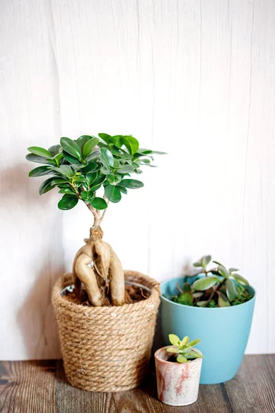 Window Corner Full House Plants — Stockfoto