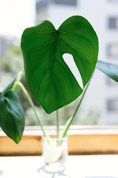 propagating Swiss Cheese Plant , Philodendron Monstera in water
