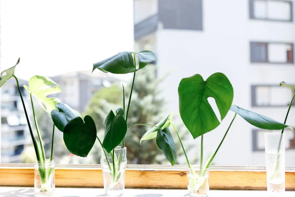 propagating Swiss Cheese Plant , Philodendron Monstera in water