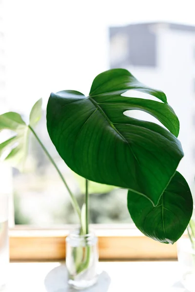 Propagating Swiss Cheese Plant Philodendron Monstera Water — Foto Stock