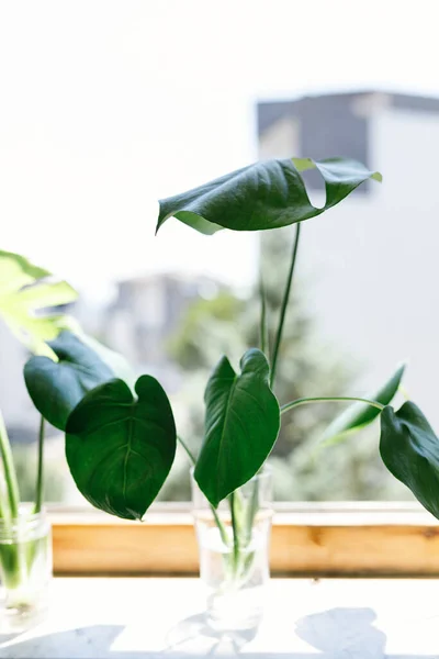 Propagating Swiss Cheese Plant Philodendron Monstera Water — Stock Photo, Image