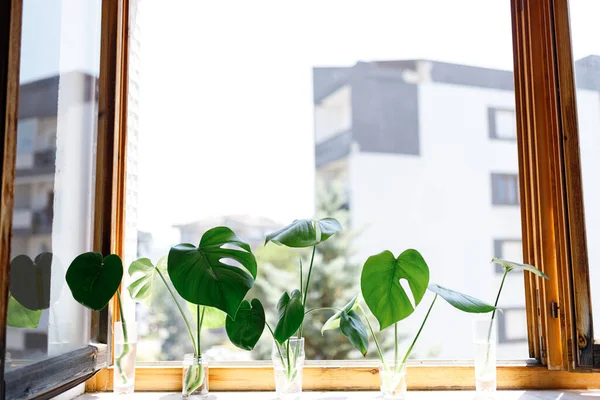 propagating Swiss Cheese Plant , Philodendron Monstera in water