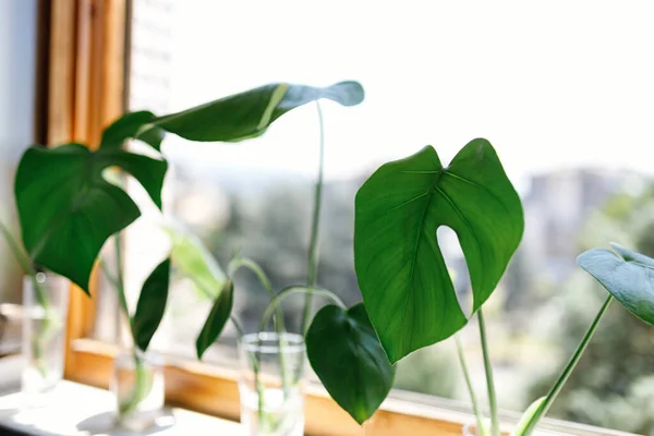 Propagating Swiss Cheese Plant Philodendron Monstera Water — 스톡 사진
