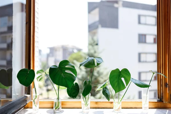 propagating Swiss Cheese Plant , Philodendron Monstera in water