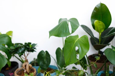 Ev bahçesinin modern kompozisyonu. Botanik iç tasarımı çok şık. Ev bahçesi konsepti.