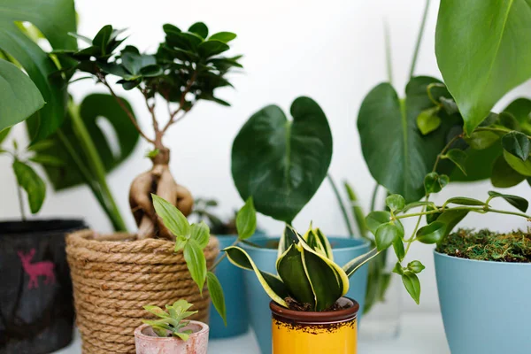 Modern composition of home garden. Stylish botany interior. Home gardening concept.